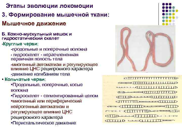  Этапы эволюции локомоции 3. Формирование мышечной ткани: Мышечное движение Б. Кожно-мускульный мешок и