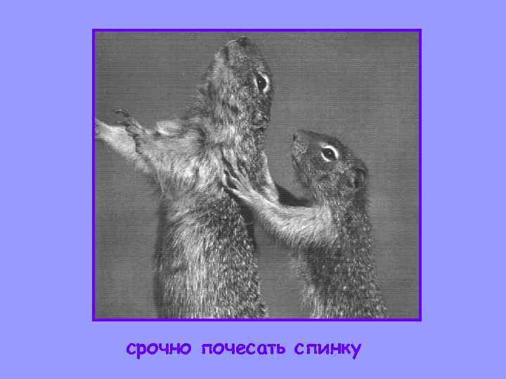 срочно почесать спинку 