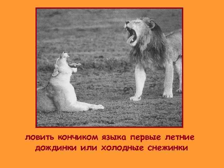 ловить кончиком языка первые летние  дождинки или холодные снежинки 