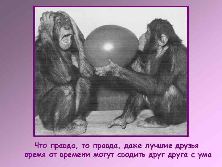   Что правда, даже лучшие друзья время от времени могут сводить друга с