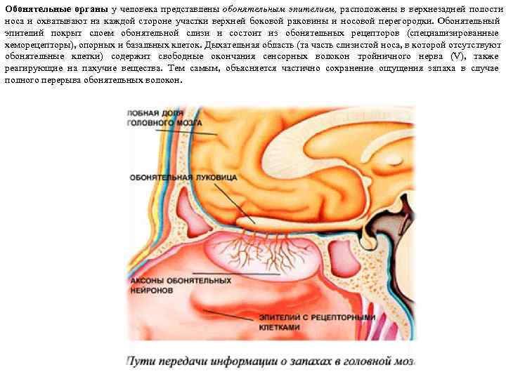 Обонятельные органы у человека представлены обонятельным эпителием,  расположены в верхнезадней полости носа и