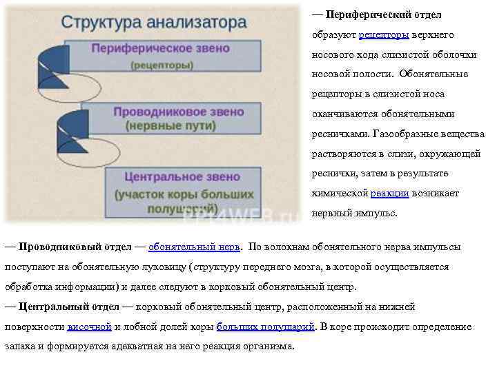       — Периферический отдел     