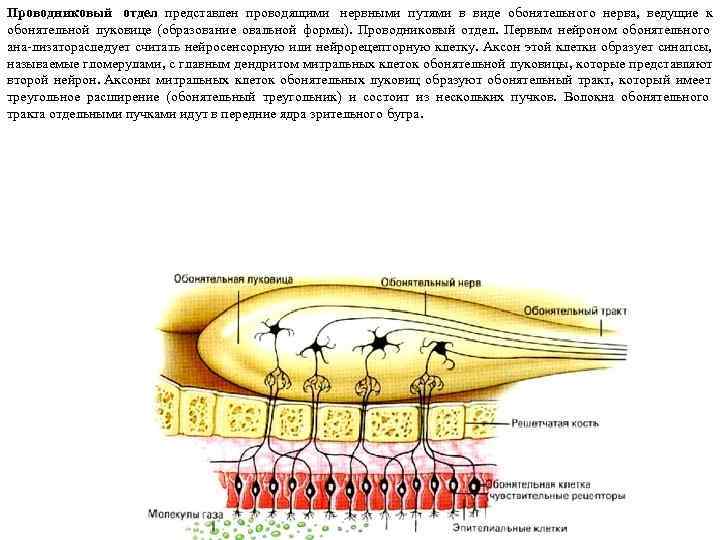 Проводниковый  отдел представлен проводящими  нервными путями в виде обонятельного нерва,  ведущие