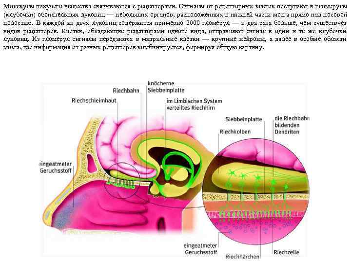 Молекулы пахучего вещества связываются с рецепторами. Сигналы от рецепторных клеток поступают в гломерулы (клубочки)