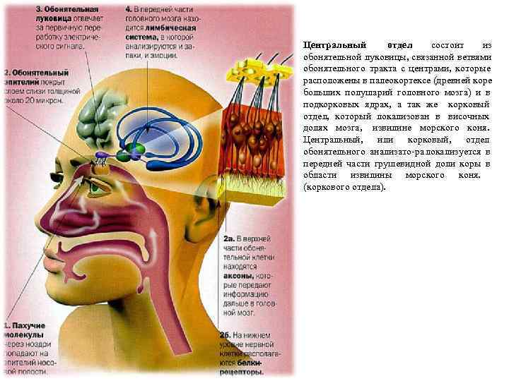 Центральный   отдел состоит  из обонятельной луковицы, связанной ветвями обонятельного тракта с