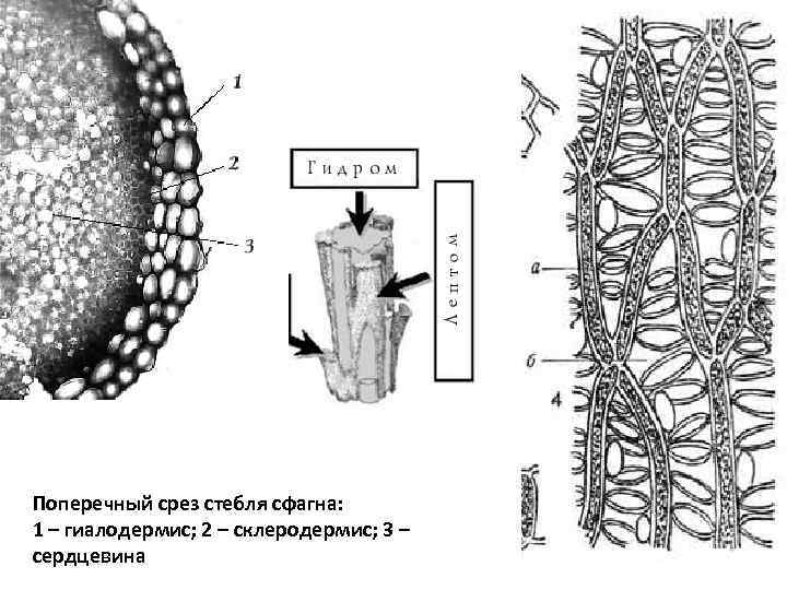 Поперечный срез стебля сфагна:  1 – гиалодермис; 2 – склеродермис; 3 – сердцевина