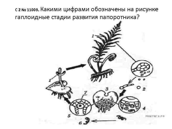 C 2 № 11009. Какими цифрами обозначены на рисунке  гаплоидные стадии развития папоротника?