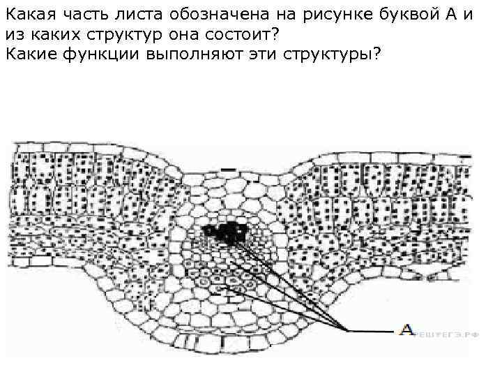 Какая часть листа обозначена на рисунке буквой А и из каких структур она состоит?