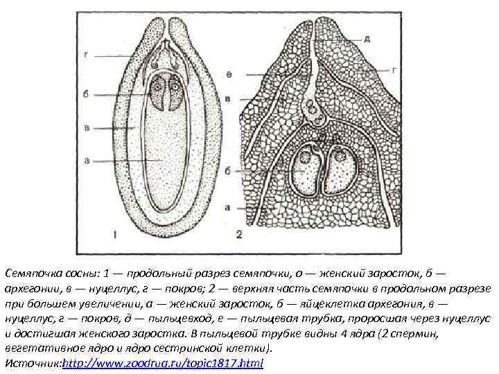 Семяпочка сосны: 1 — продольный разрез семяпочки, о — женский заросток, б — архегонии,