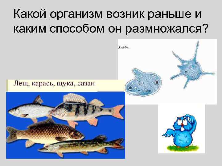 Какой организм возник раньше и каким способом он размножался? 