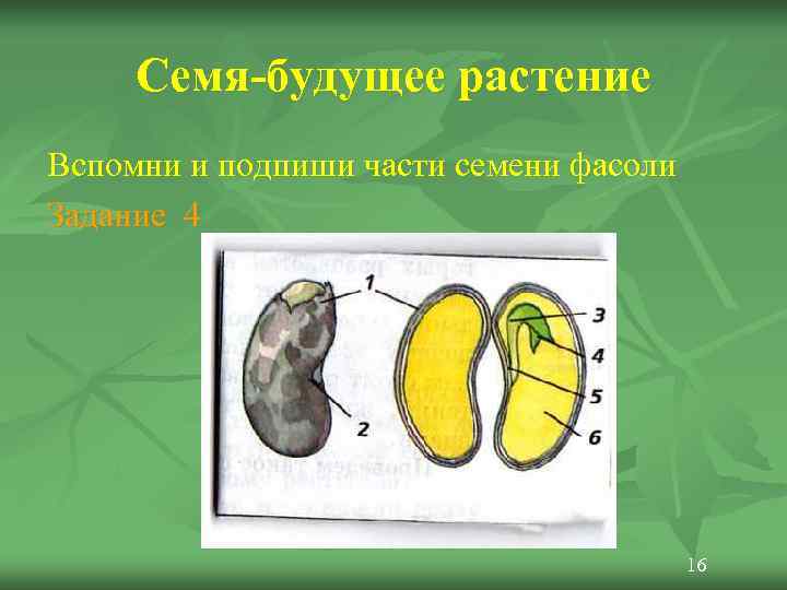  Семя-будущее растение Вспомни и подпиши части семени фасоли Задание 4   