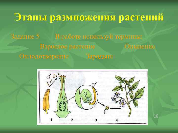  Этапы размножения растений Задание 5  В работе используй термины:   Взрослое