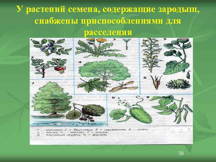 У растений семена, содержащие зародыш, снабжены приспособлениями для    расселения  