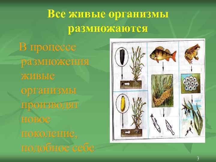   Все живые организмы   размножаются В процессе размножения живые организмы производят