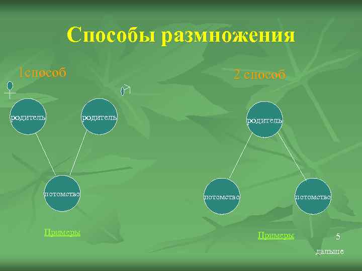   Способы размножения 1 способ     2 способ родитель 
