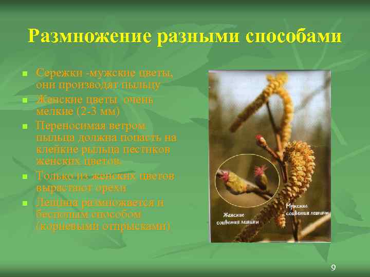 Размножение разными способами n  Сережки -мужские цветы, они производят пыльцу n  Женские