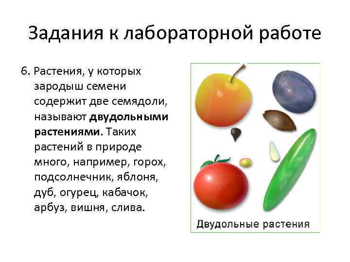  Задания к лабораторной работе 6. Растения, у которых  зародыш семени  содержит