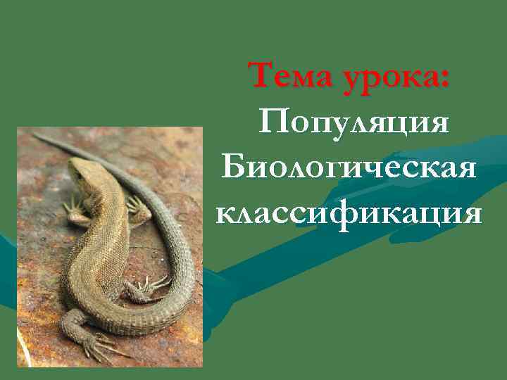  Тема урока:  Популяция Биологическая классификация 
