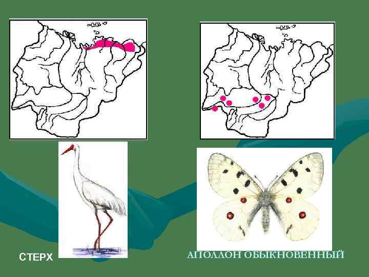 СТЕРХ  АПОЛЛОН ОБЫКНОВЕННЫЙ 