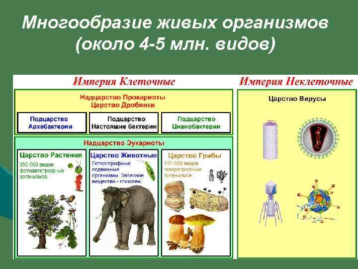 Многообразие живых организмов (около 4 -5 млн. видов) 