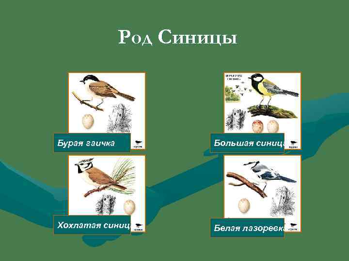     Род Синицы  Бурая гаичка   Большая синица Хохлатая