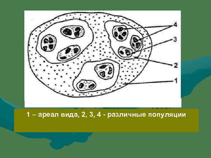 1 – ареал вида, 2, 3, 4 - различные популяции 