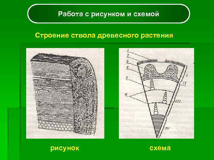  Работа с рисунком и схемой Строение ствола древесного растения  рисунок  