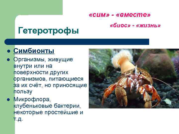        «сим» - «вместе»    «биос»