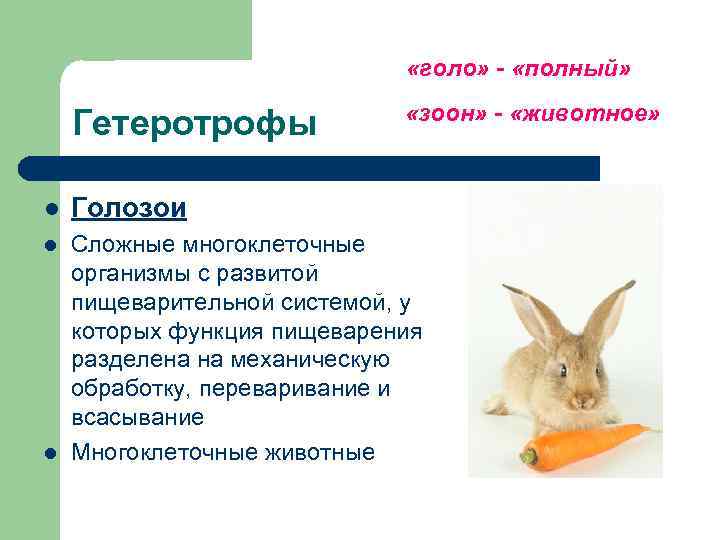      «голо» - «полный»      «зоон»