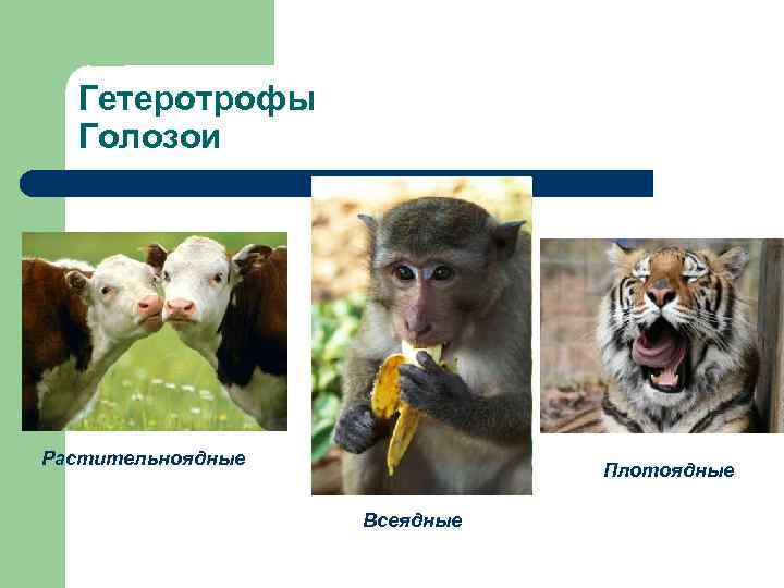  Гетеротрофы  Голозои Растительноядные      Плотоядные   