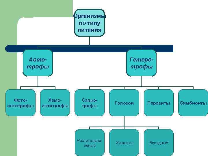 Объясните порядок расположения организмов в цепи питания используя самостоятельно составленную схему