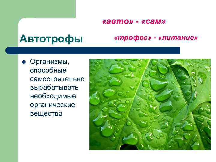      «авто» - «сам»  Автотрофы    «трофос»