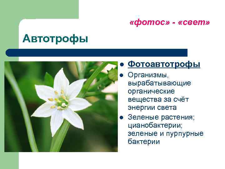    «фотос» - «свет» Автотрофы   l  Фотоавтотрофы  