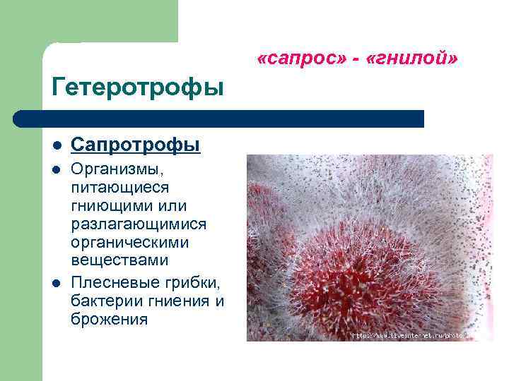      «сапрос» - «гнилой» Гетеротрофы l  Сапротрофы l 