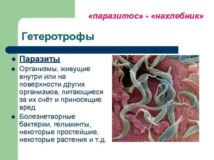     «паразитос» - «нахлебник»  Гетеротрофы l  Паразиты l 