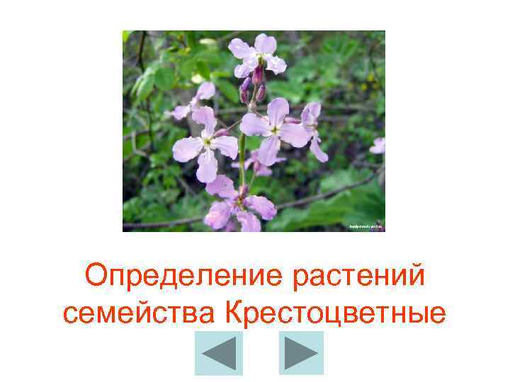  Определение растений семейства Крестоцветные 