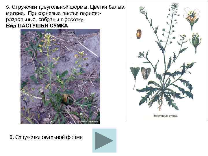 5. Стручочки треугольной формы. Цветки белые,  мелкие.  Прикорневые листья перисто раздельные, собраны