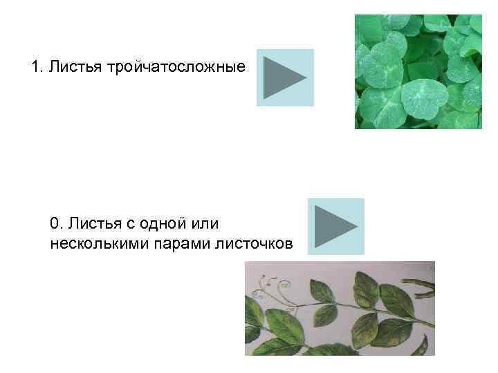 1. Листья тройчатосложные  0. Листья с одной или  несколькими парами листочков 