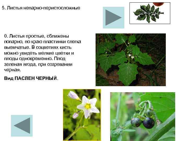 5. Листья непарно перистосложные  0. Листья простые, сближены попарно, по краю пластинки слегка