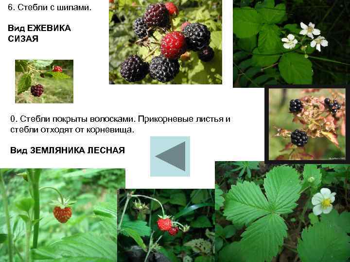 6. Стебли с шипами.  Вид ЕЖЕВИКА СИЗАЯ 0. Стебли покрыты волосками. Прикорневые листья