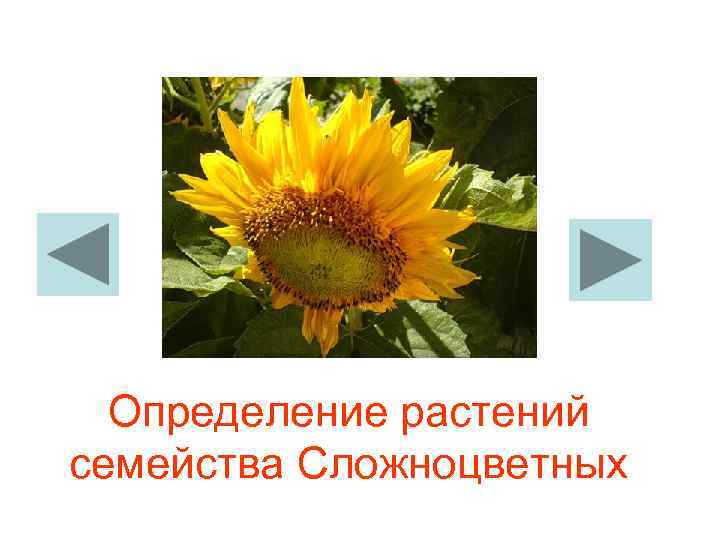  Определение растений семейства Сложноцветных 