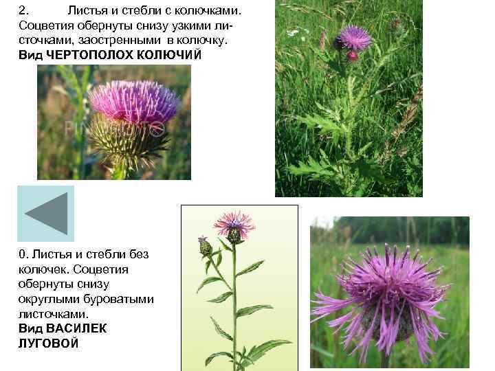 2.  Листья и стебли с колючками.  Соцветия обернуты снизу узкими ли сточками,