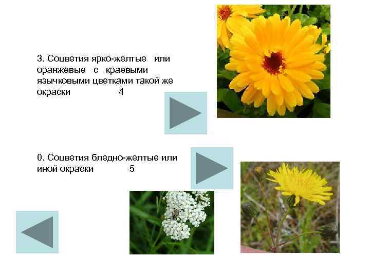 3. Соцветия ярко желтые  или  оранжевые  с  краевыми язычковыми цветками