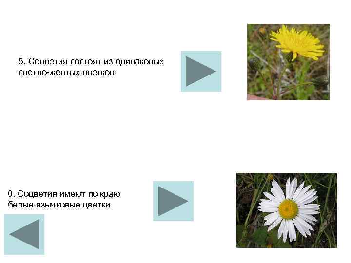  5. Соцветия состоят из одинаковых  светло желтых цветков  0. Соцветия имеют