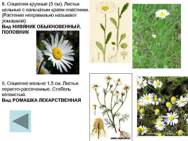 8. Соцветия крупные (5 см). Листья цельные с пальчатым краем пластинки.  (Растение неправильно