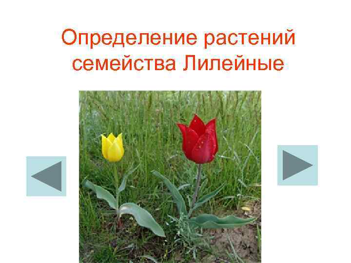 Определение растений  семейства Лилейные 