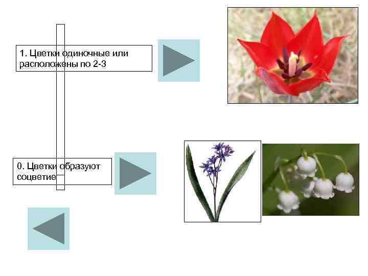 1. Цветки одиночные или расположены по 2 3    0. Цветки образуют