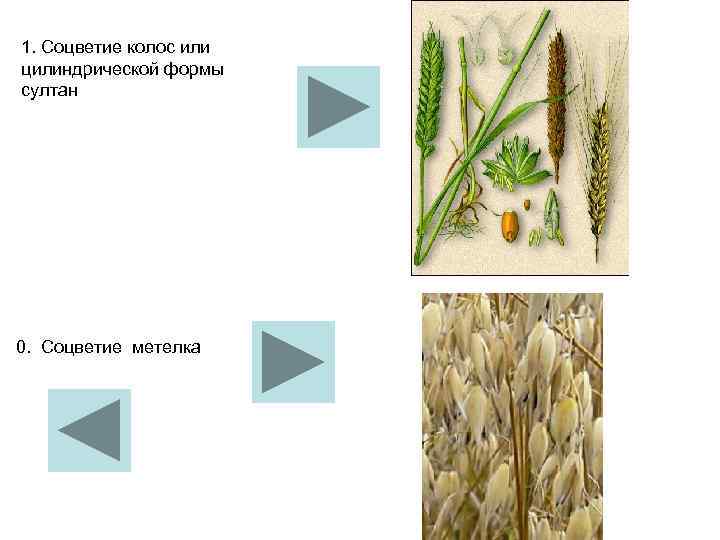 1. Соцветие колос или цилиндрической формы султан 0.  Соцветие метелка 