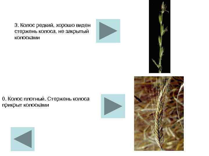   3. Колос редкий, хорошо виден стержень колоса, не закрытый колосками 0. Колос