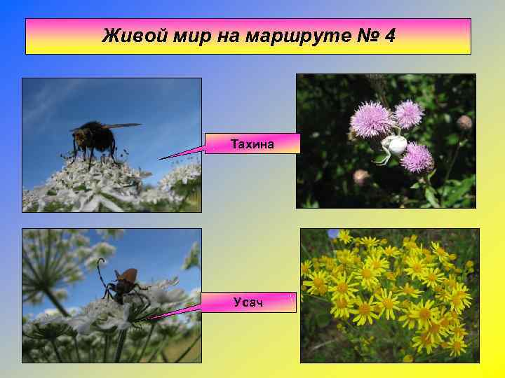 Живой мир на маршруте № 4    Тахина    Усач